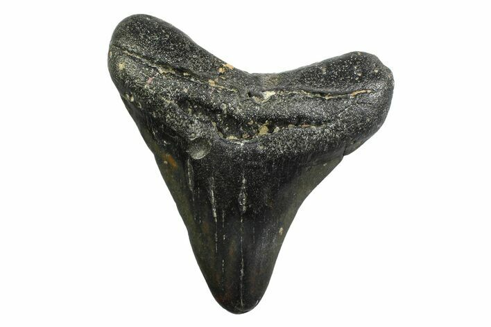 Juvenile Megalodon Tooth - North Carolina #354535